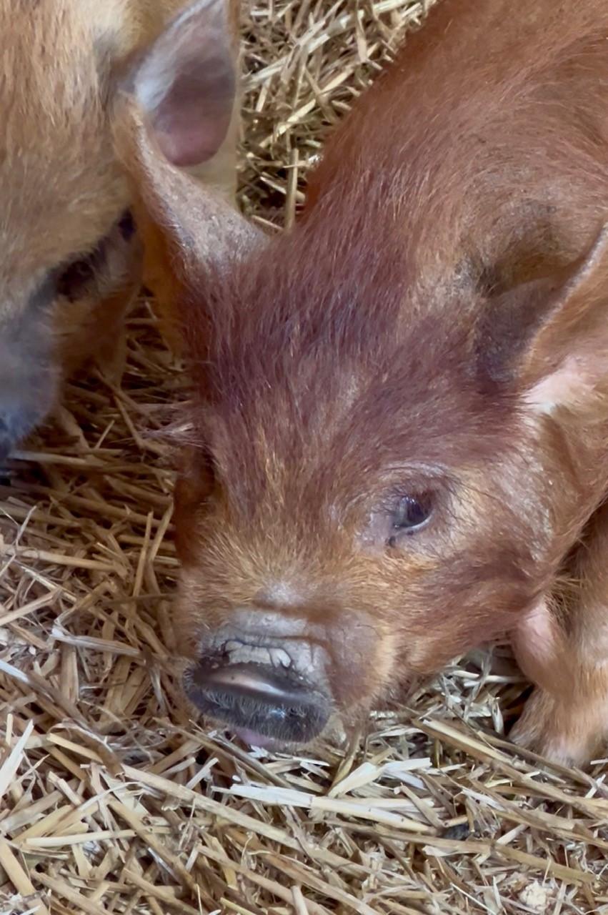Enlarge Pothos & Athos, a Adoptable Pig in Nashville, TN image 4/6
