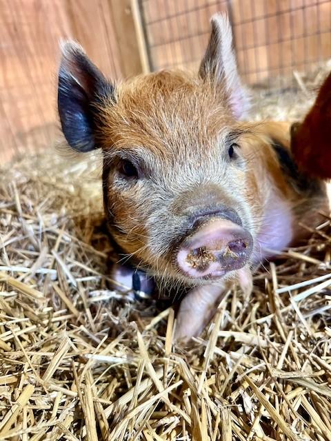 Pothos & Athos, Adoptable, Baby Male Pig.