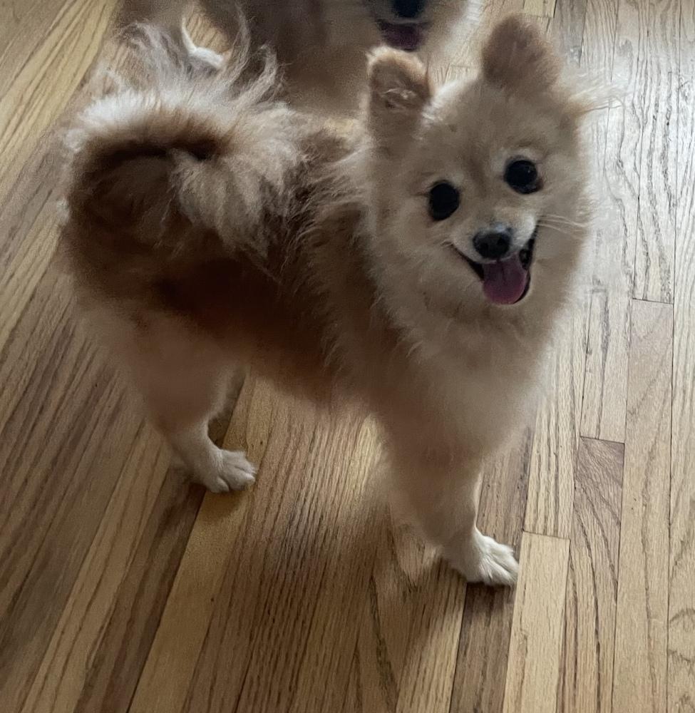 Poppy, Adoptable, Adult Female Pomeranian.