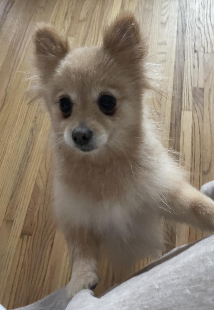 Enlarge Poppy, a Adoptable mixed breed in Cheektowaga, NY image 2/3