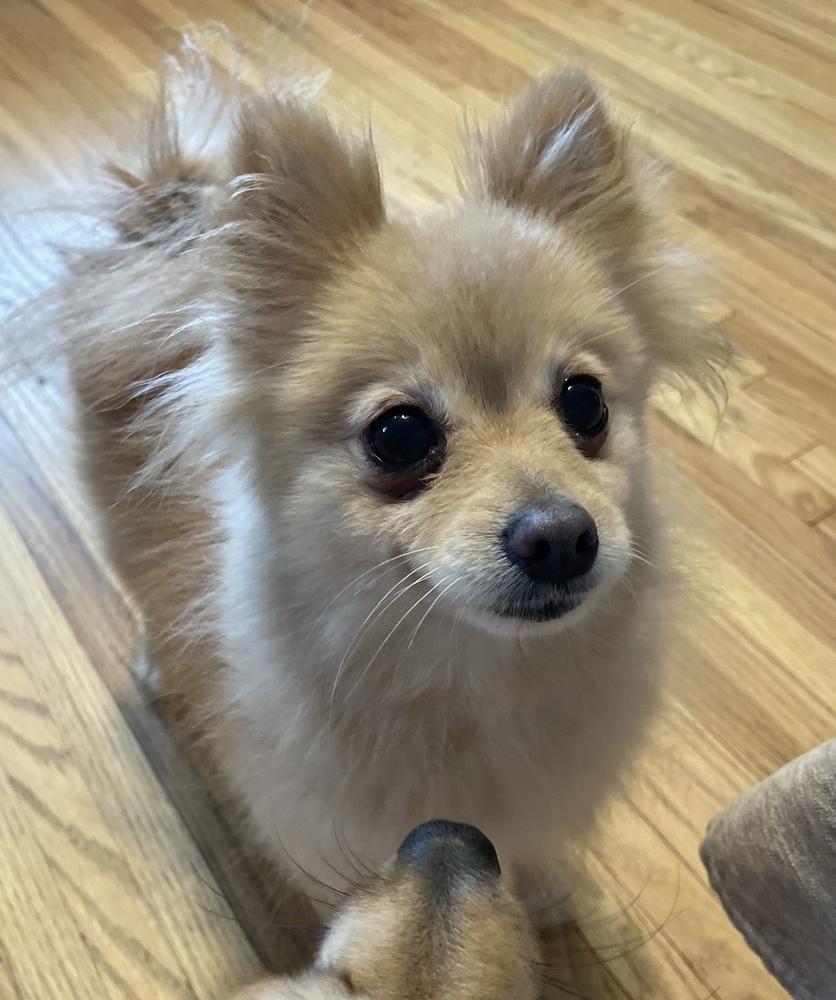 Enlarge Poppy, a Adoptable mixed breed in Cheektowaga, NY image 3/3