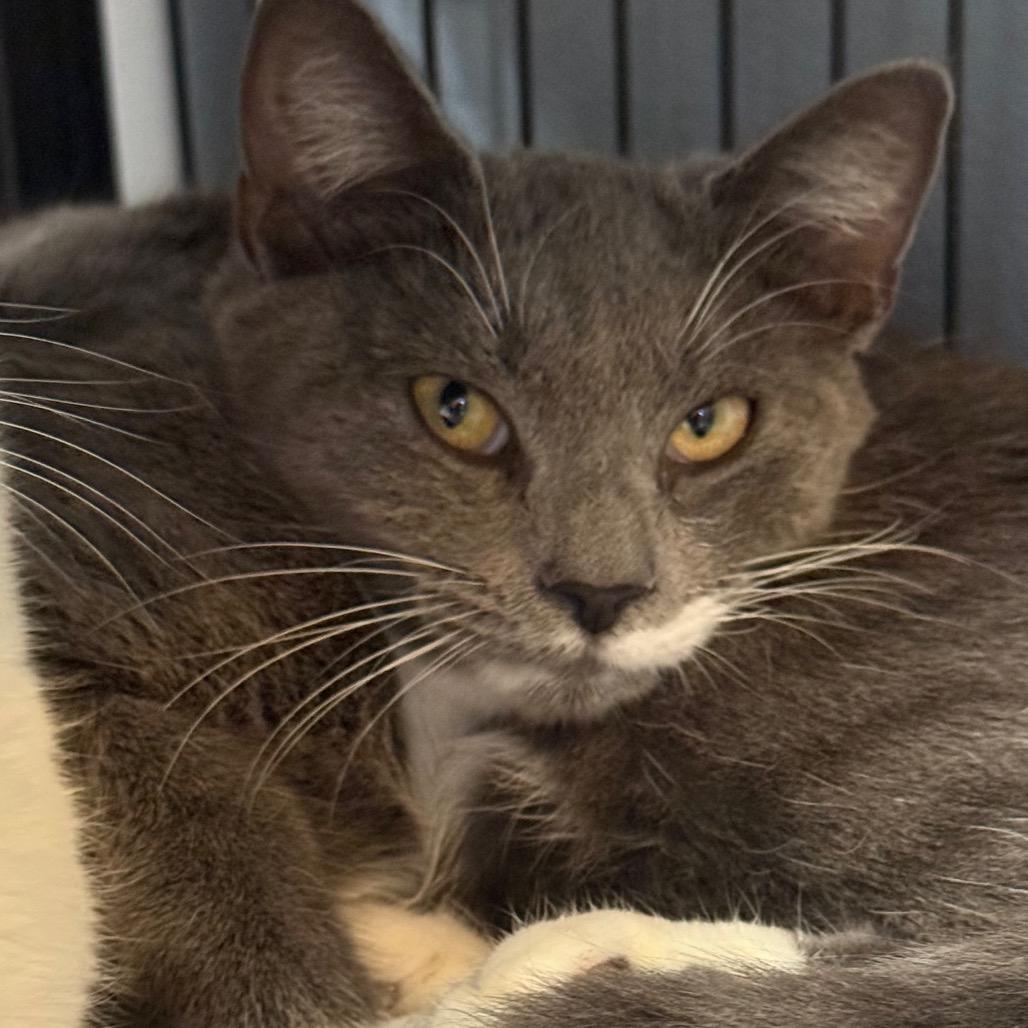 Slowpoke — thumbnail 2