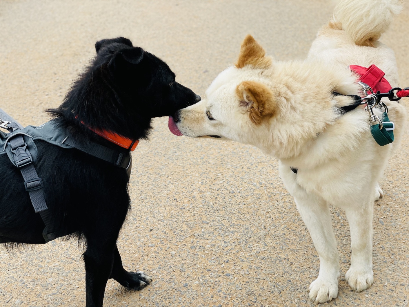 Lola, a Adoptable Jindo in Centreville, VA image 6/6