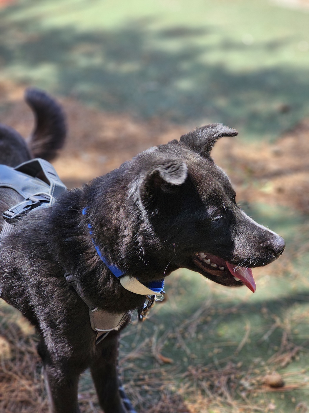 Lola, a Adoptable Jindo in Centreville, VA image 5/6