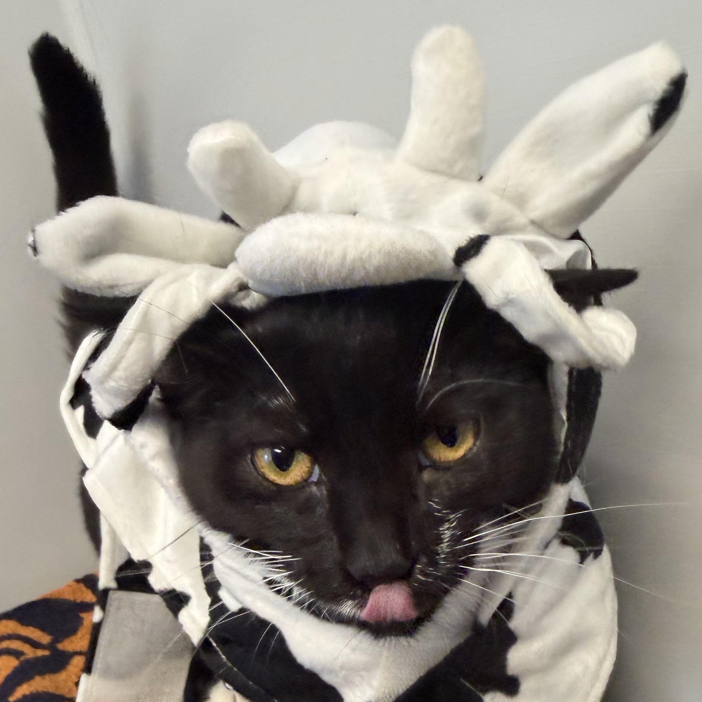 Enlarge Courtney, a Adoptable Domestic Short Hair in Cooperstown, NY image 1/5