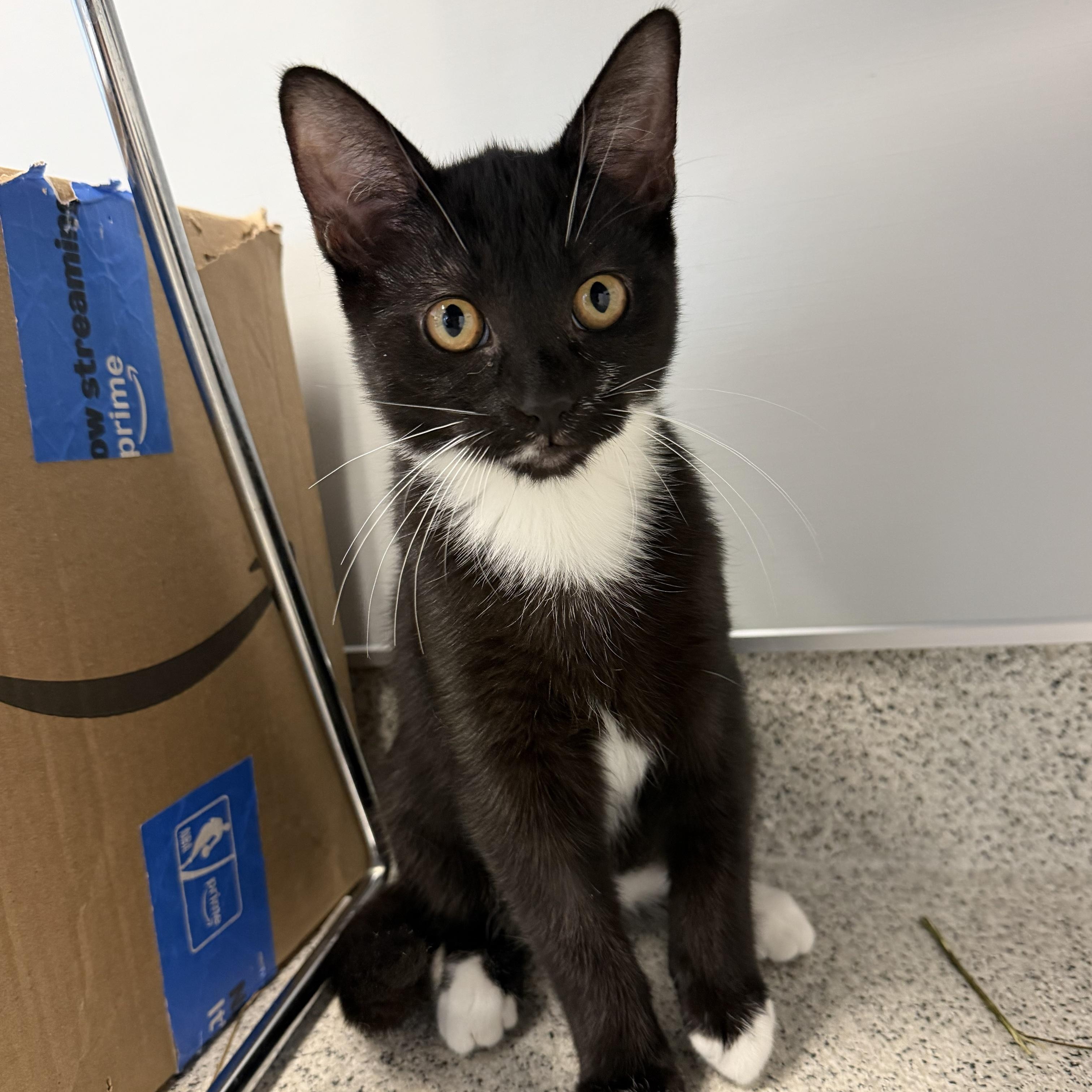 Courtney, ADOPTABLE, Kitten Female Domestic Short Hair.