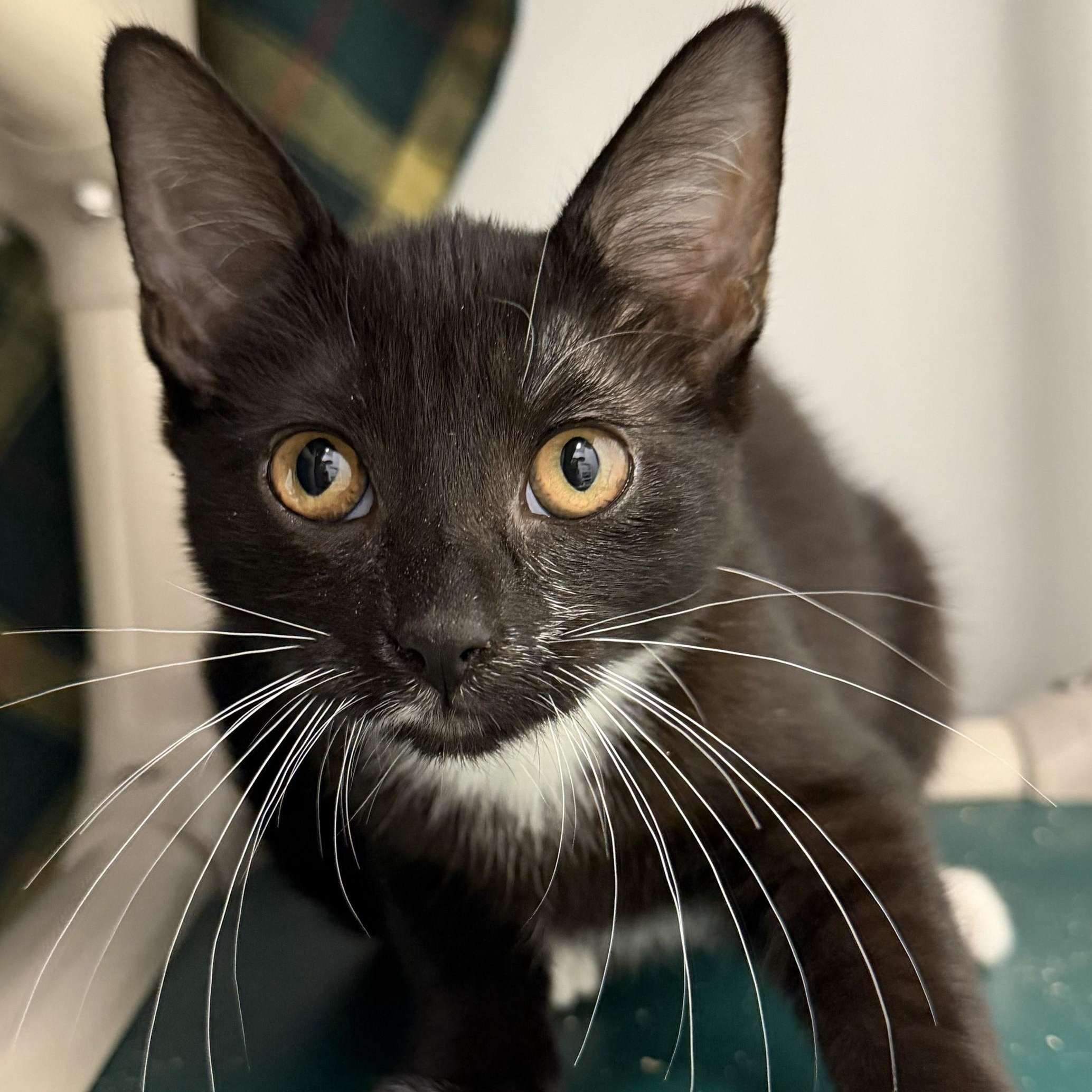 Courtney, a ADOPTABLE Domestic Short Hair in Cooperstown, NY image 2/2