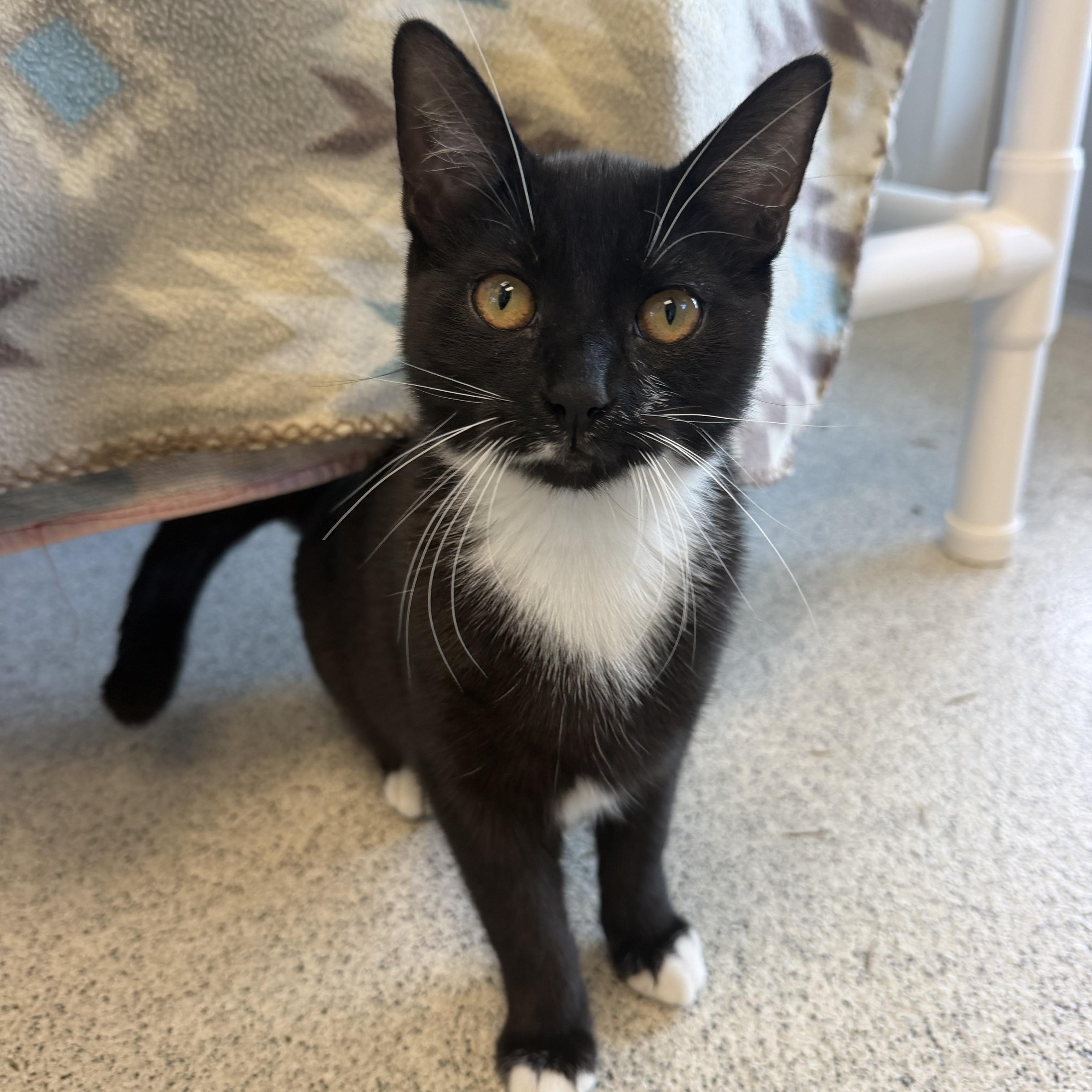 Enlarge Courtney, a Adoptable Domestic Short Hair in Cooperstown, NY image 2/3
