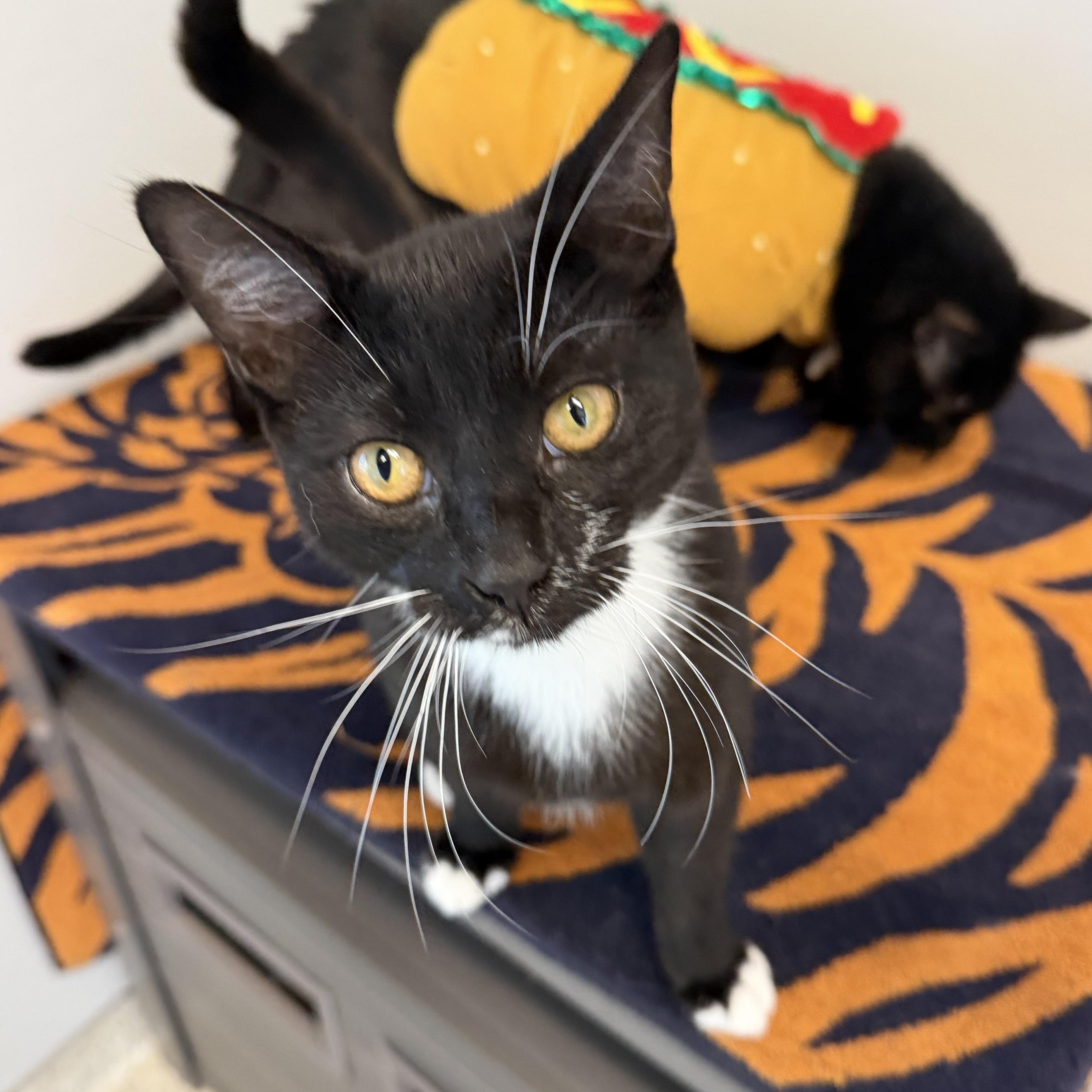 Enlarge Courtney, a Adoptable Domestic Short Hair in Cooperstown, NY image 5/5