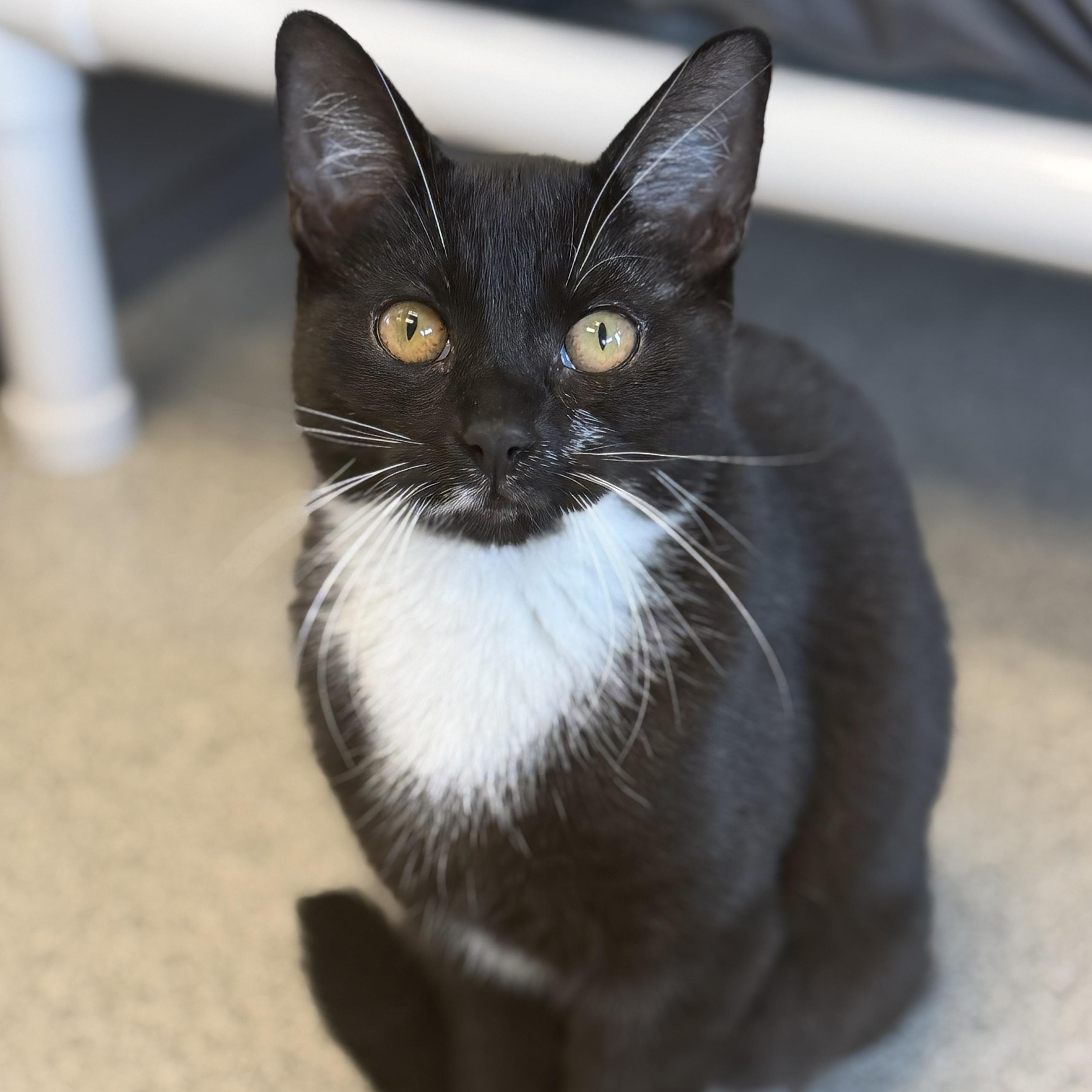 Courtney, Adoptable, Kitten Female Domestic Short Hair.