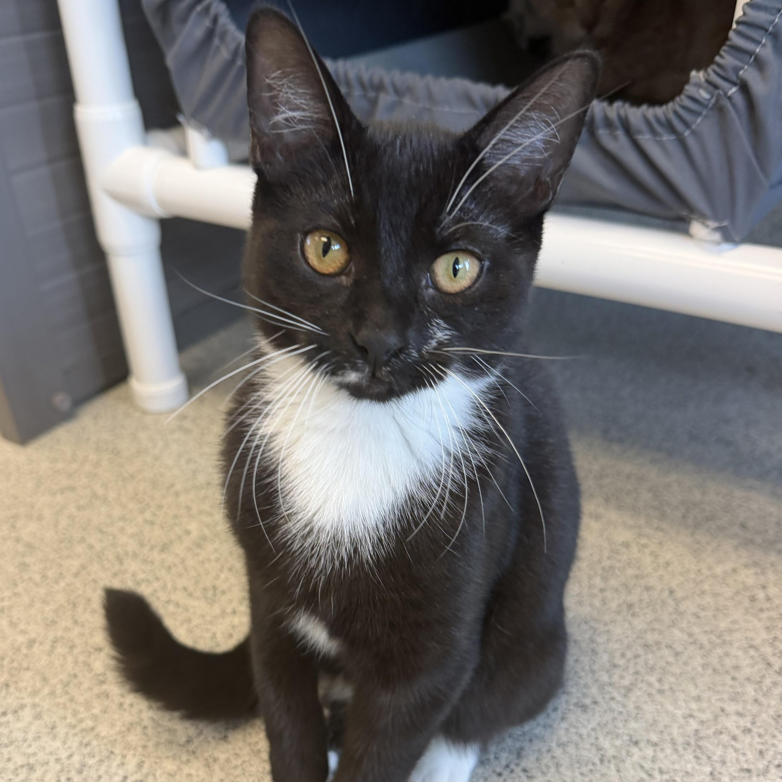 Enlarge Courtney, a Adoptable Domestic Short Hair in Cooperstown, NY image 3/3