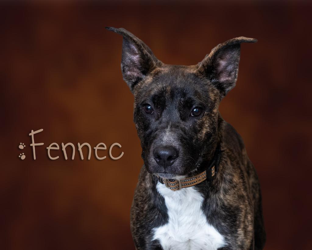 Enlarge Fennec , an adoptable mixed breed in Somerset, PA image 1/1