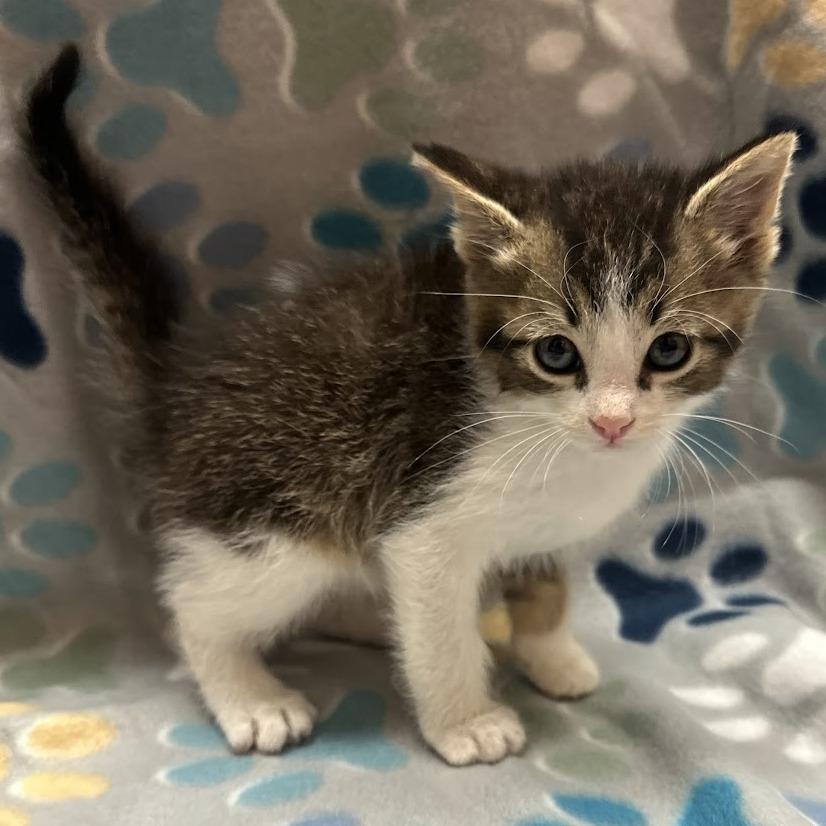 Milo F-21684, Adoptable, Kitten Male Domestic Short Hair.