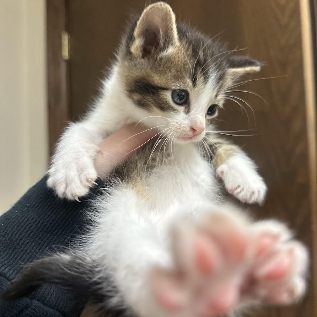 Milo F-21684, a Adoptable Domestic Short Hair in Oklahoma City, OK image 2/4