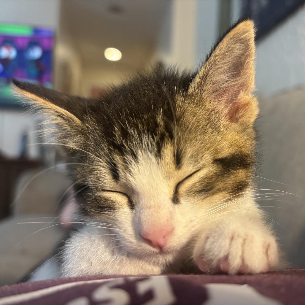 Milo F-21684, a Adoptable Domestic Short Hair in Oklahoma City, OK image 3/4
