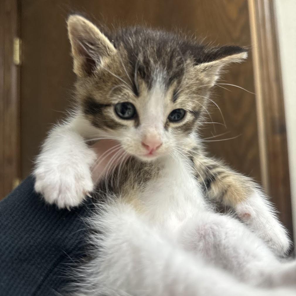 Milo F-21684, a Adoptable Domestic Short Hair in Oklahoma City, OK image 4/4