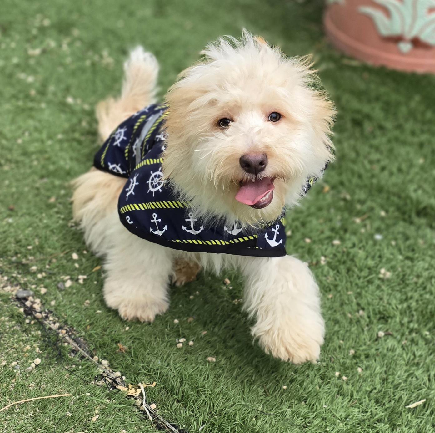 Enlarge Piper, a ADOPTABLE Maltipoo in Fallbrook, CA image 2/5