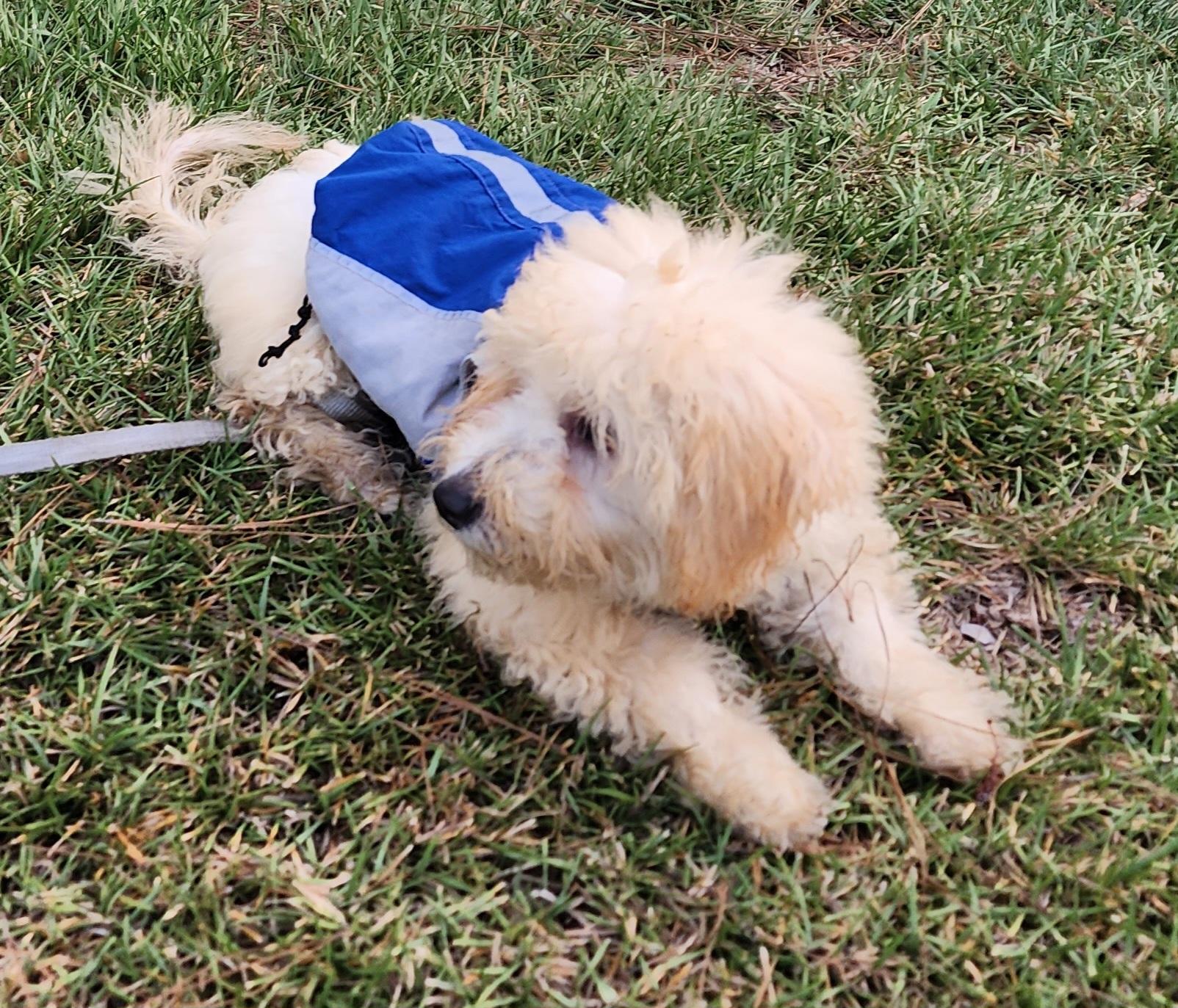 Enlarge Piper, a ADOPTABLE Maltipoo in Fallbrook, CA image 4/5