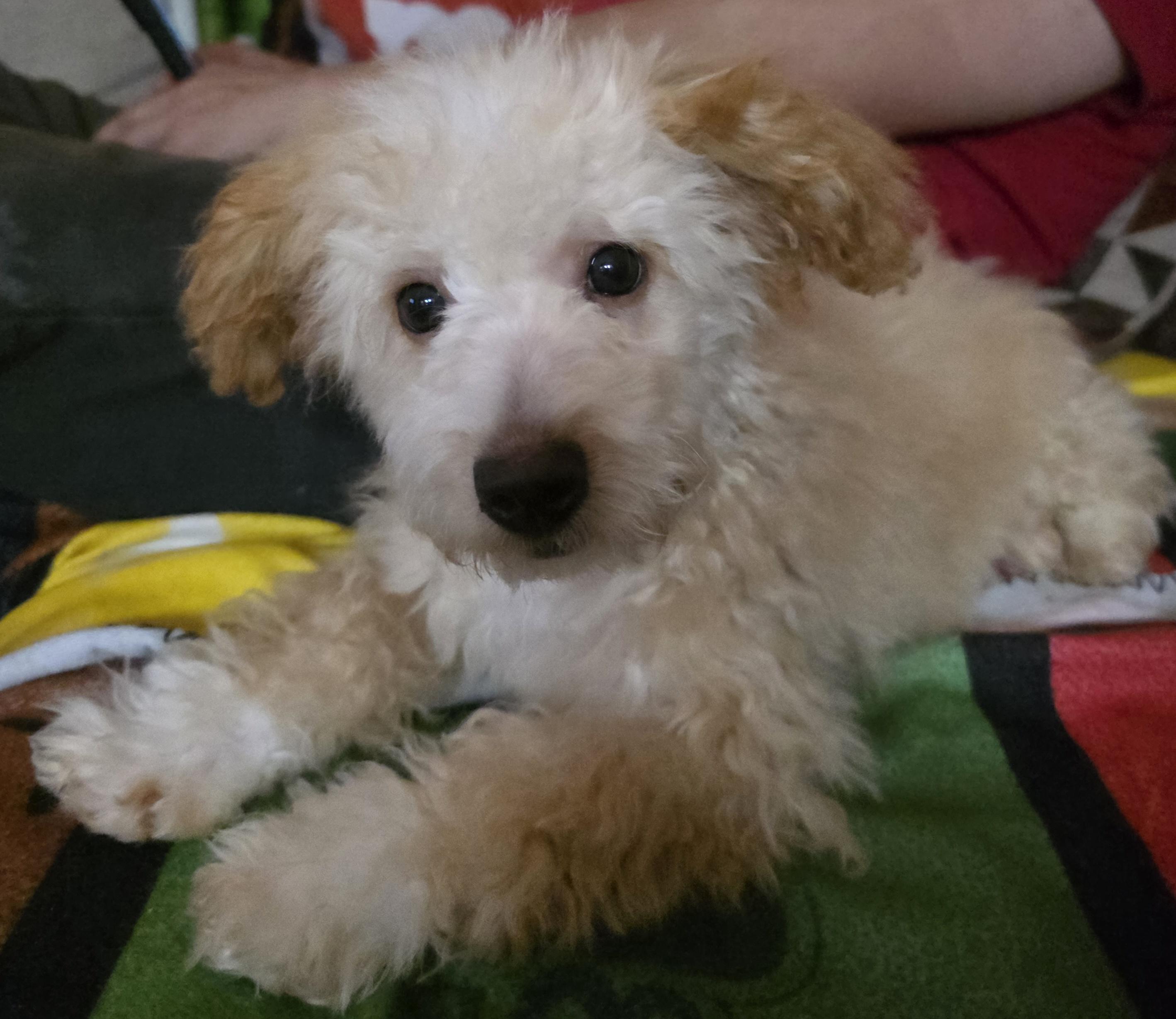 Piper, an adopted Maltipoo in Fallbrook, CA image 6/6