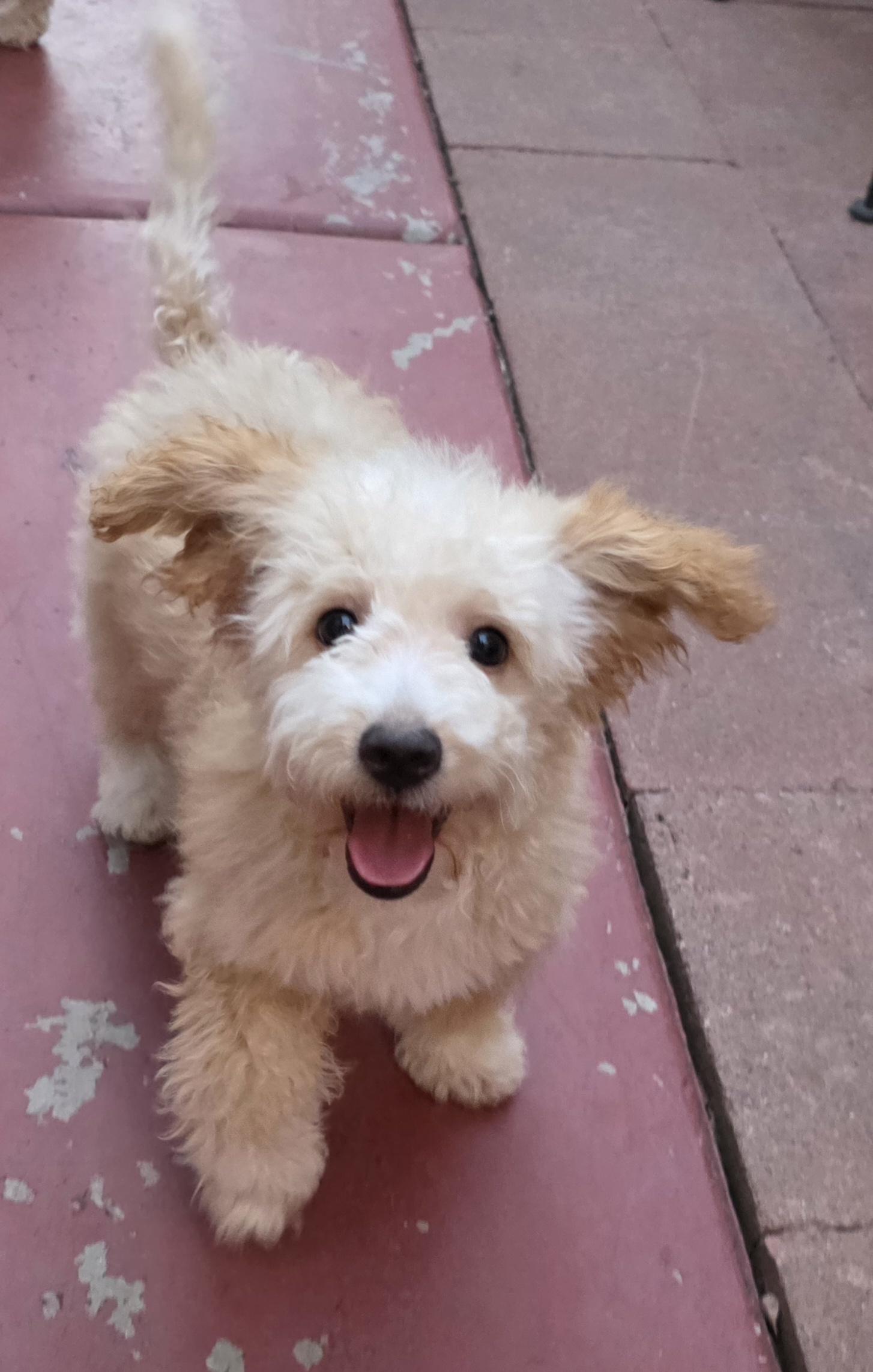Piper, an adopted Maltipoo in Fallbrook, CA image 5/6