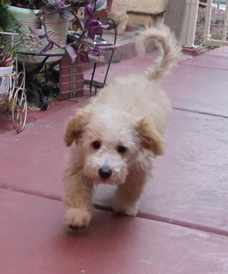 Piper, an adopted Maltipoo in Fallbrook, CA image 4/6