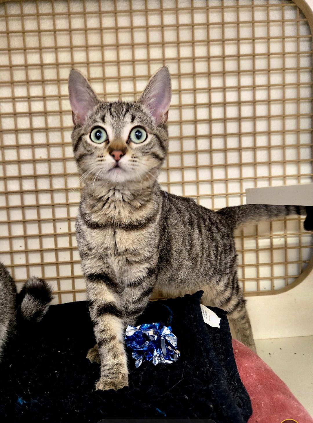Enlarge Kimba, an adopted Tabby in Encino, CA image 1/1