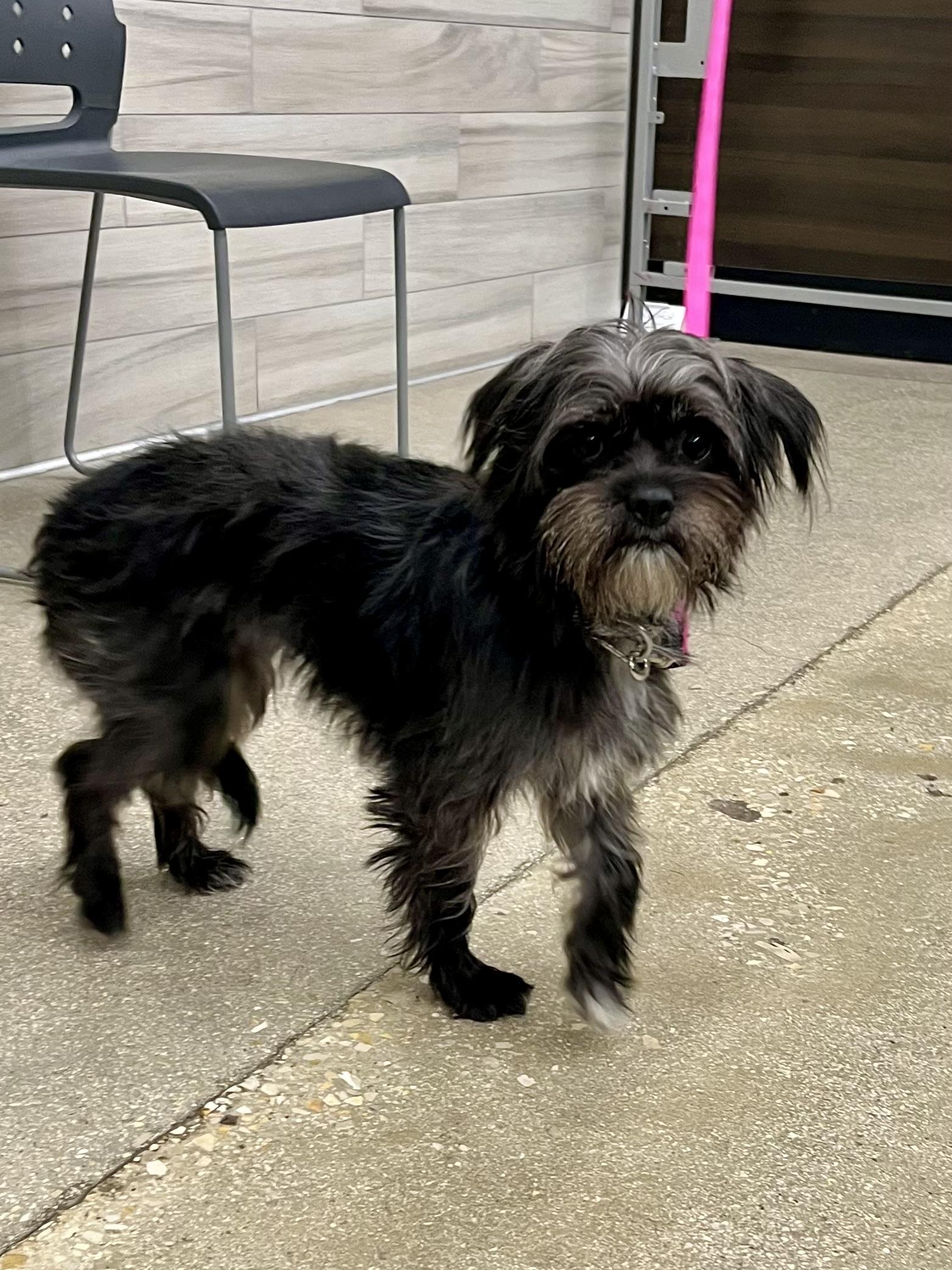 Enlarge Lucy PB, an adopted mixed breed in Schertz, TX image 2/2