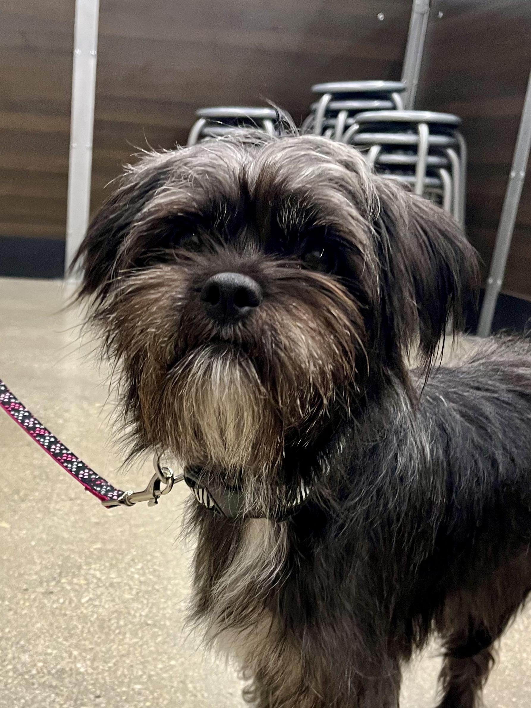 Lucy PB, adopted, Young Female Shih Tzu & Miniature Schnauzer.