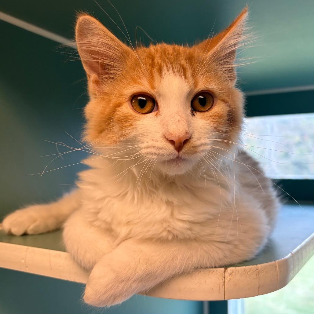 Ross, Adoptable, Kitten Male Domestic Medium Hair.
