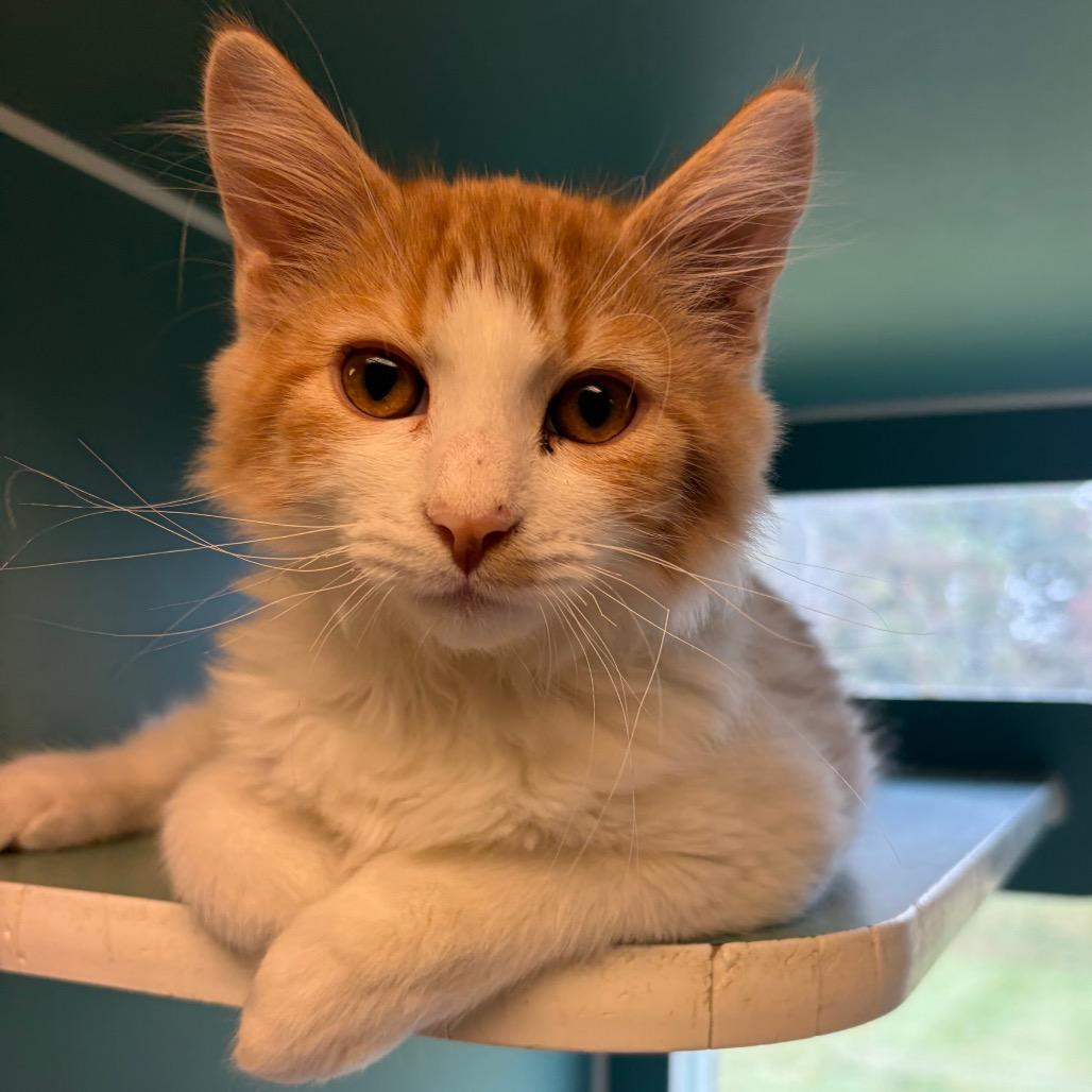 Enlarge Ross, a Adoptable Domestic Medium Hair in Morrisville, VT image 2/4