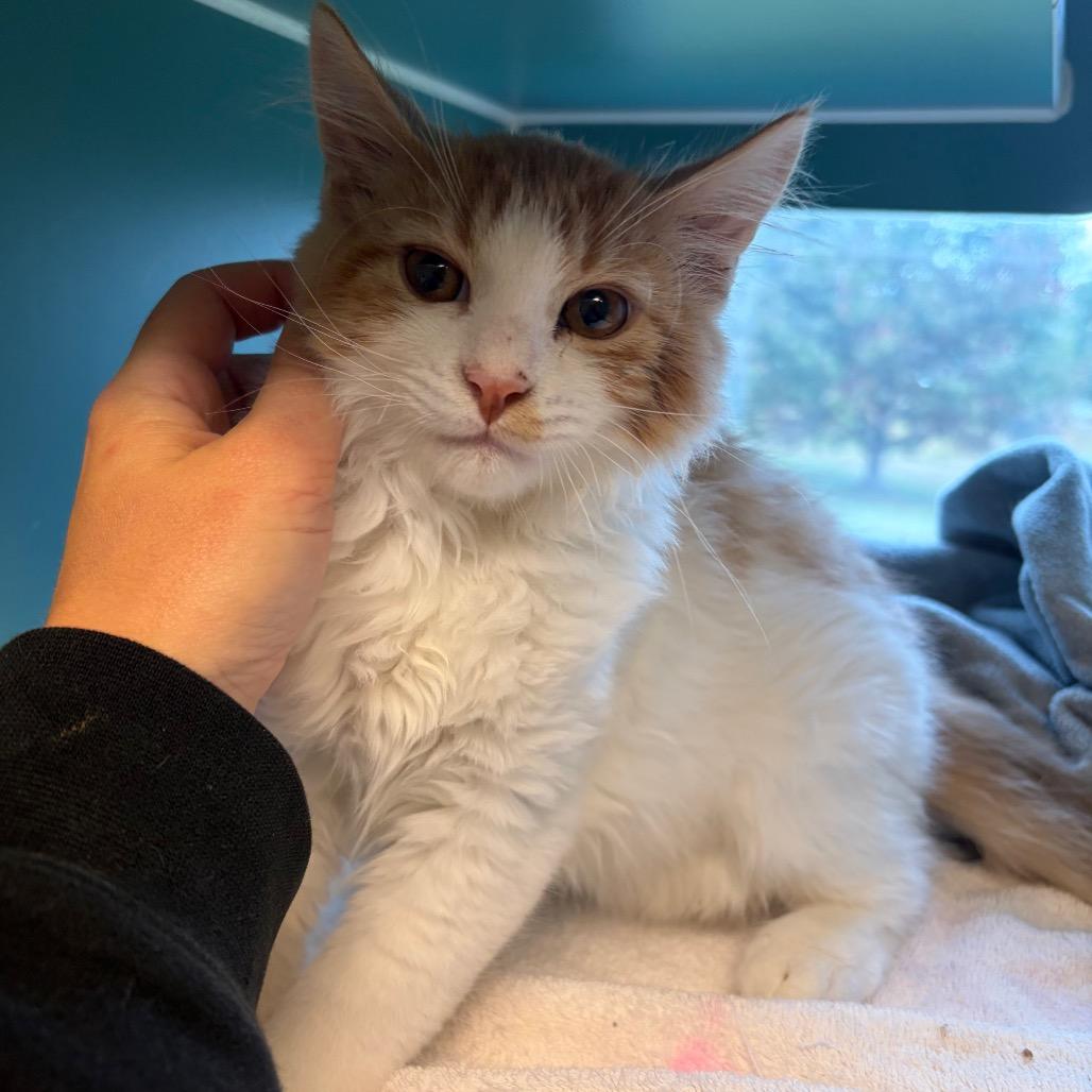 Enlarge Ross, a Adoptable Domestic Medium Hair in Morrisville, VT image 3/4