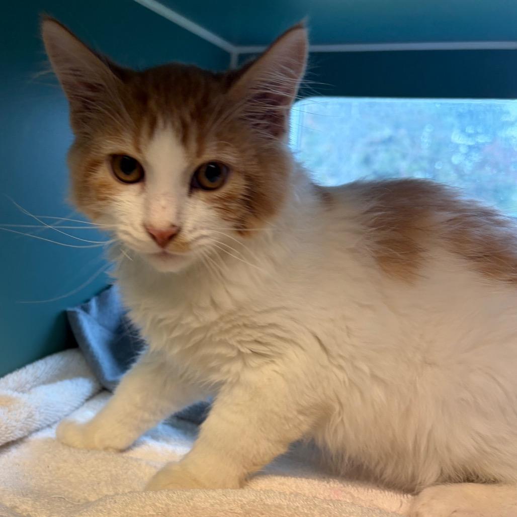 Enlarge Ross, a Adoptable Domestic Medium Hair in Morrisville, VT image 4/4