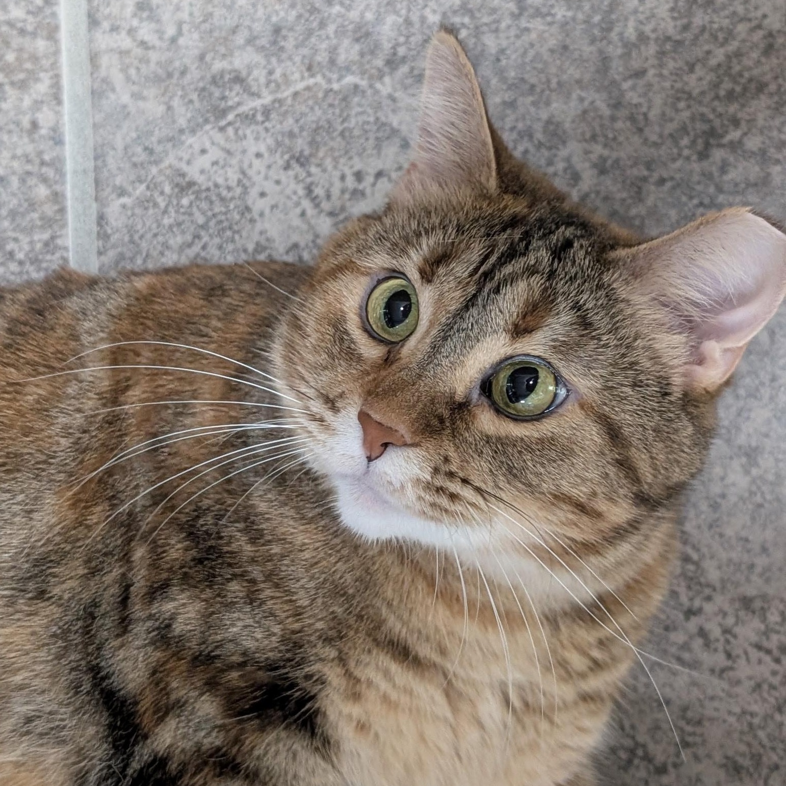 Sylvia, Adopted, Adult Female Torbie.