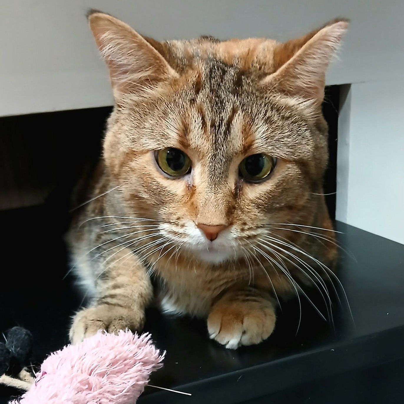 Sylvia, a Adoptable Torbie in Crestwood, MO image 6/6