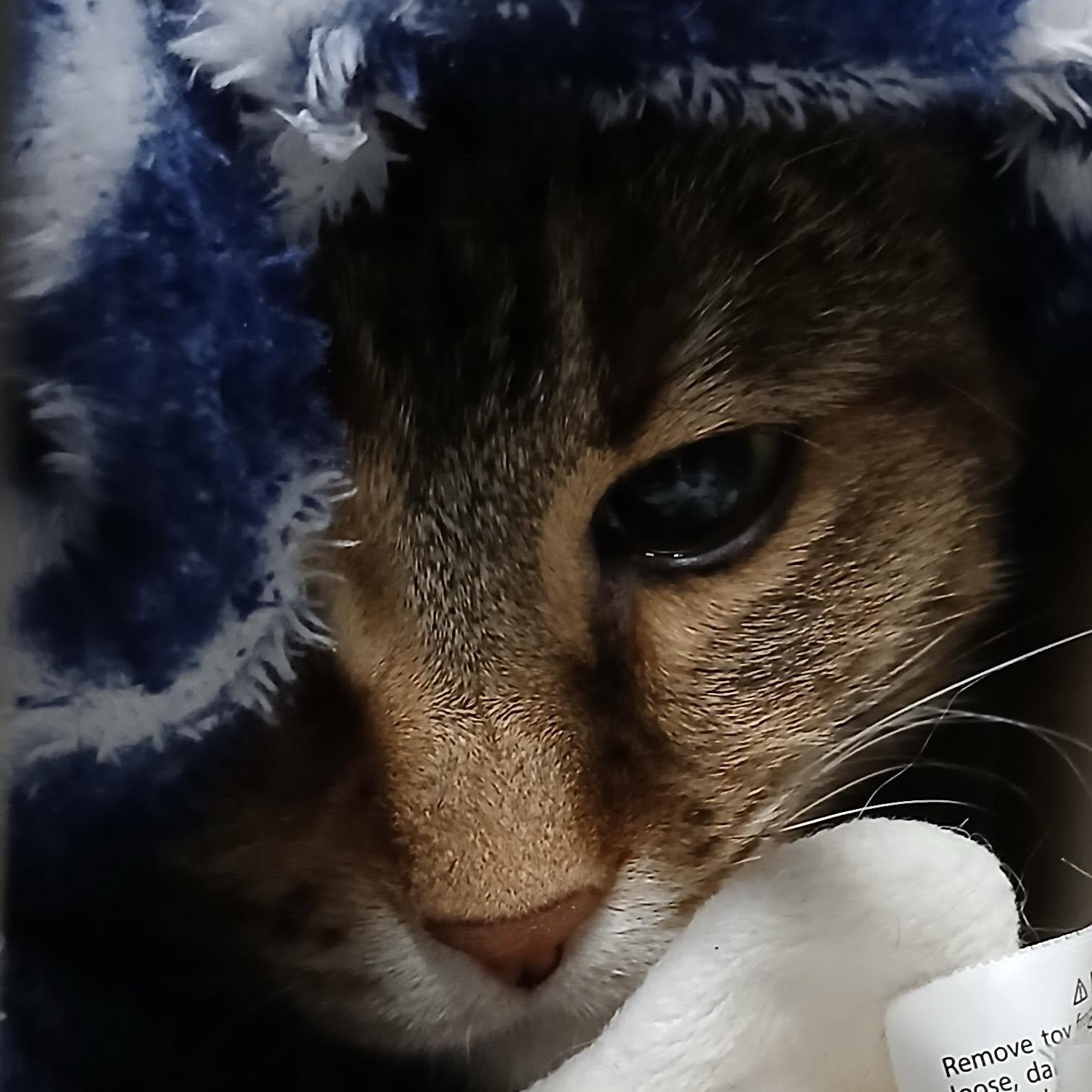 Sylvia, a Adoptable Torbie in Crestwood, MO image 3/6