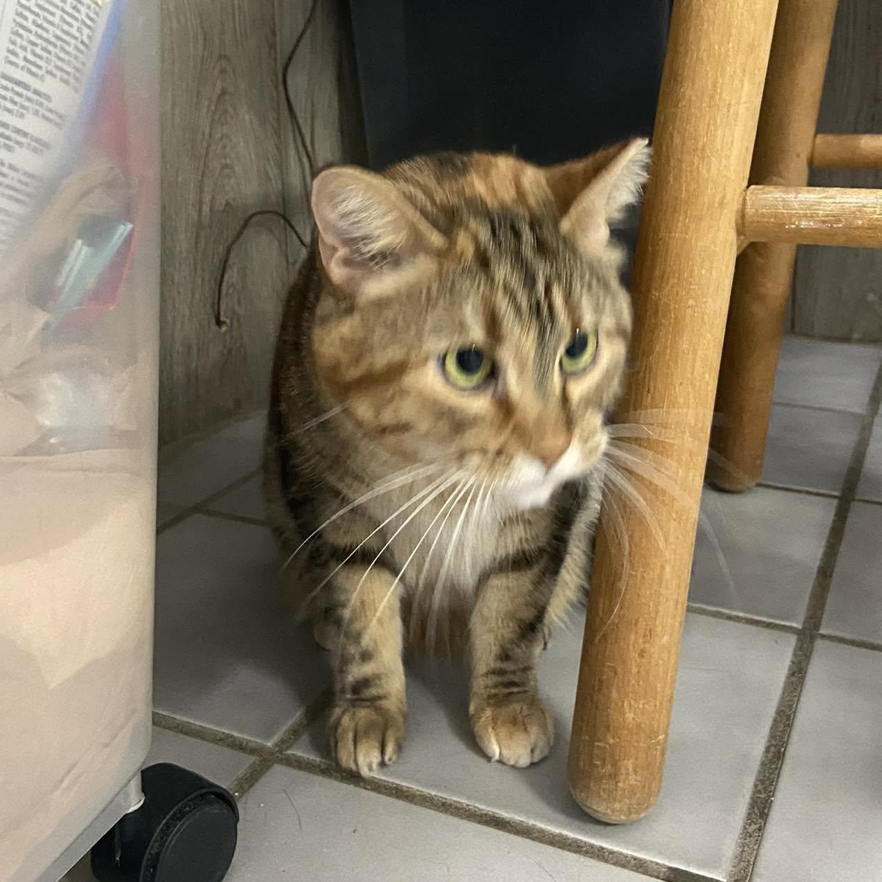 Sylvia, a Adoptable Torbie in Crestwood, MO image 5/6