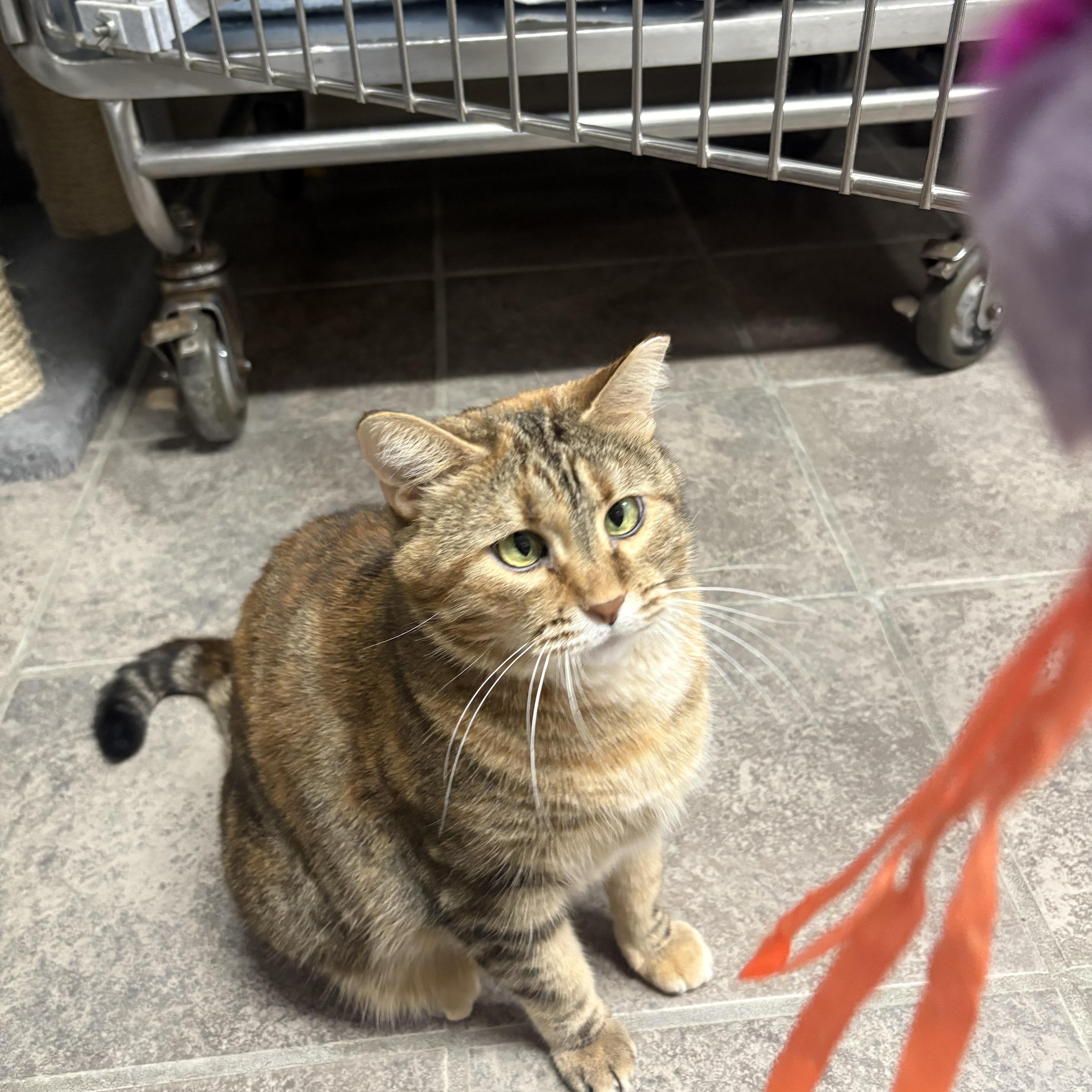Enlarge Sylvia, a Adopted Torbie in Crestwood, MO image 2/5