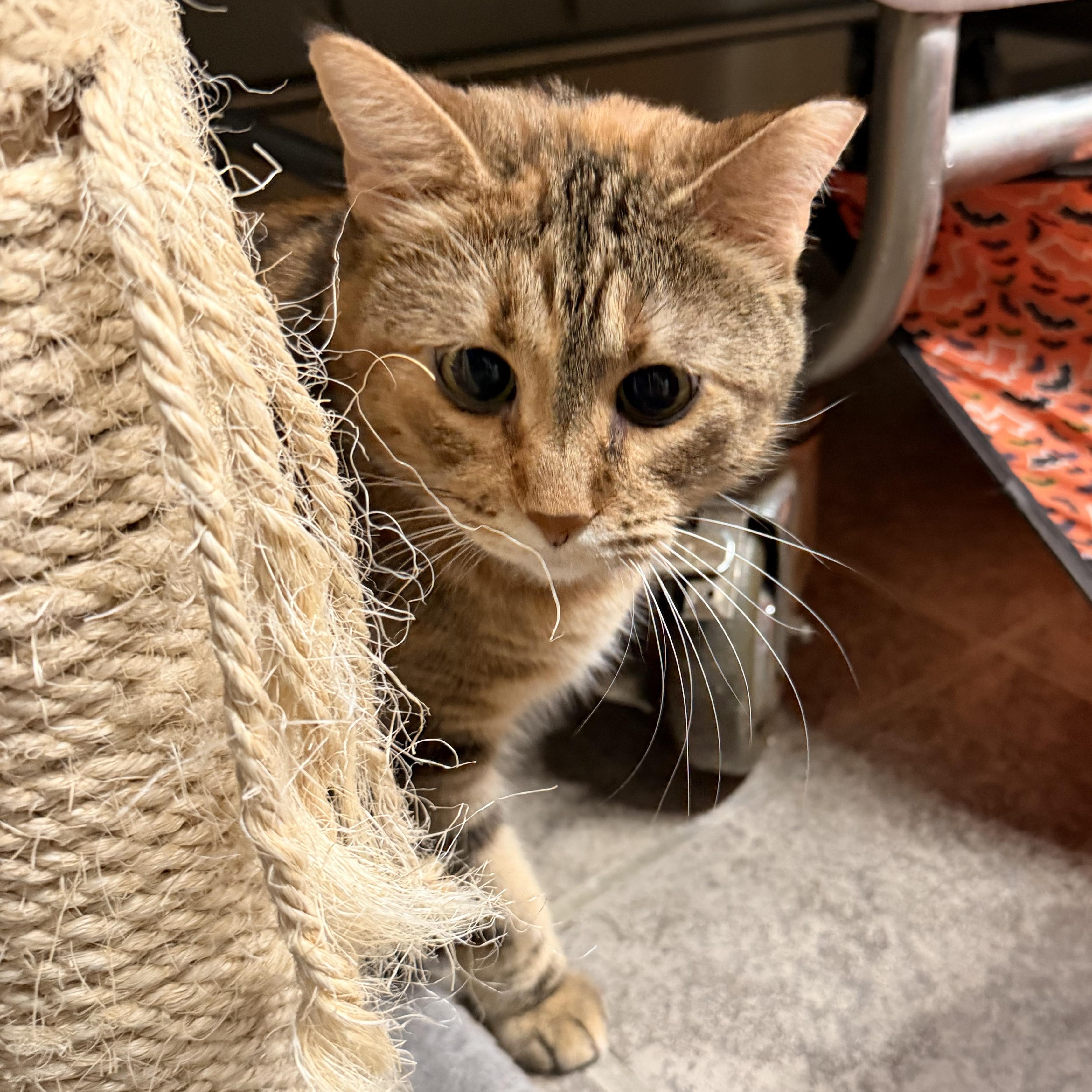 Sylvia, a Adoptable Torbie in Crestwood, MO image 2/6