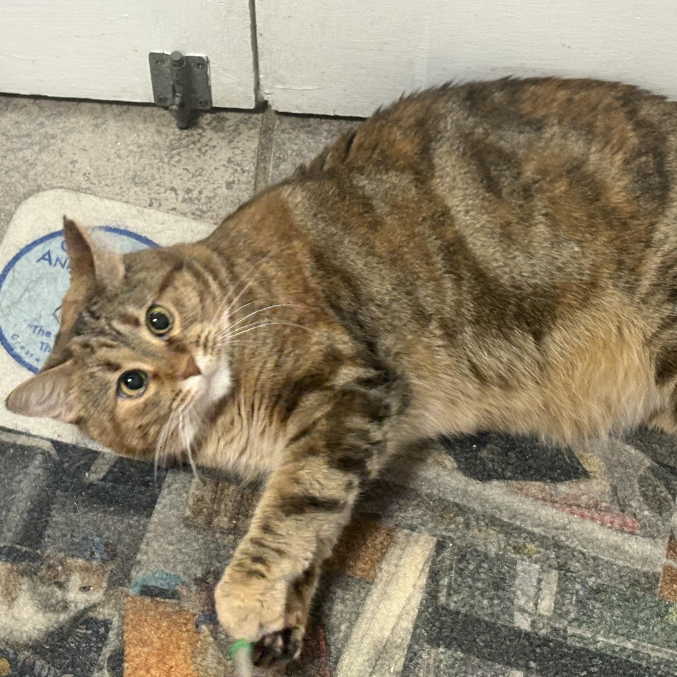 Sylvia, Adoptable, Adult Female Torbie.