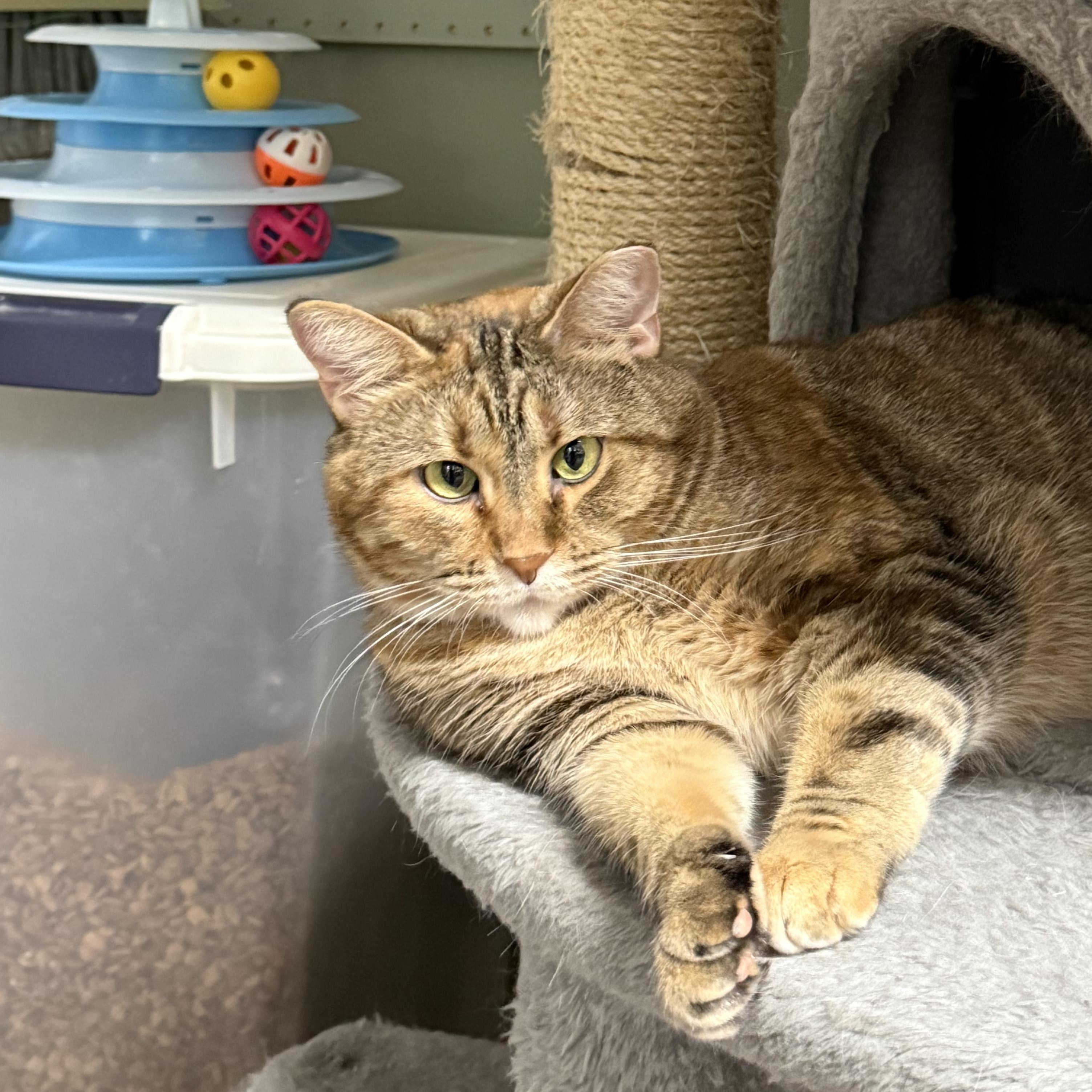 Sylvia, a Adoptable Torbie in Crestwood, MO image 4/6