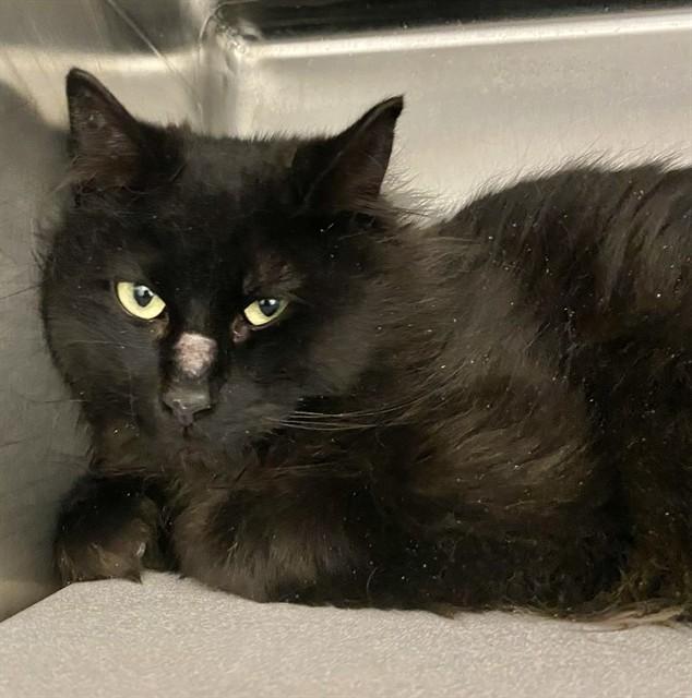 Enlarge CHARTREUSE, a Adoptable mixed breed in Anchorage, AK image 1/1