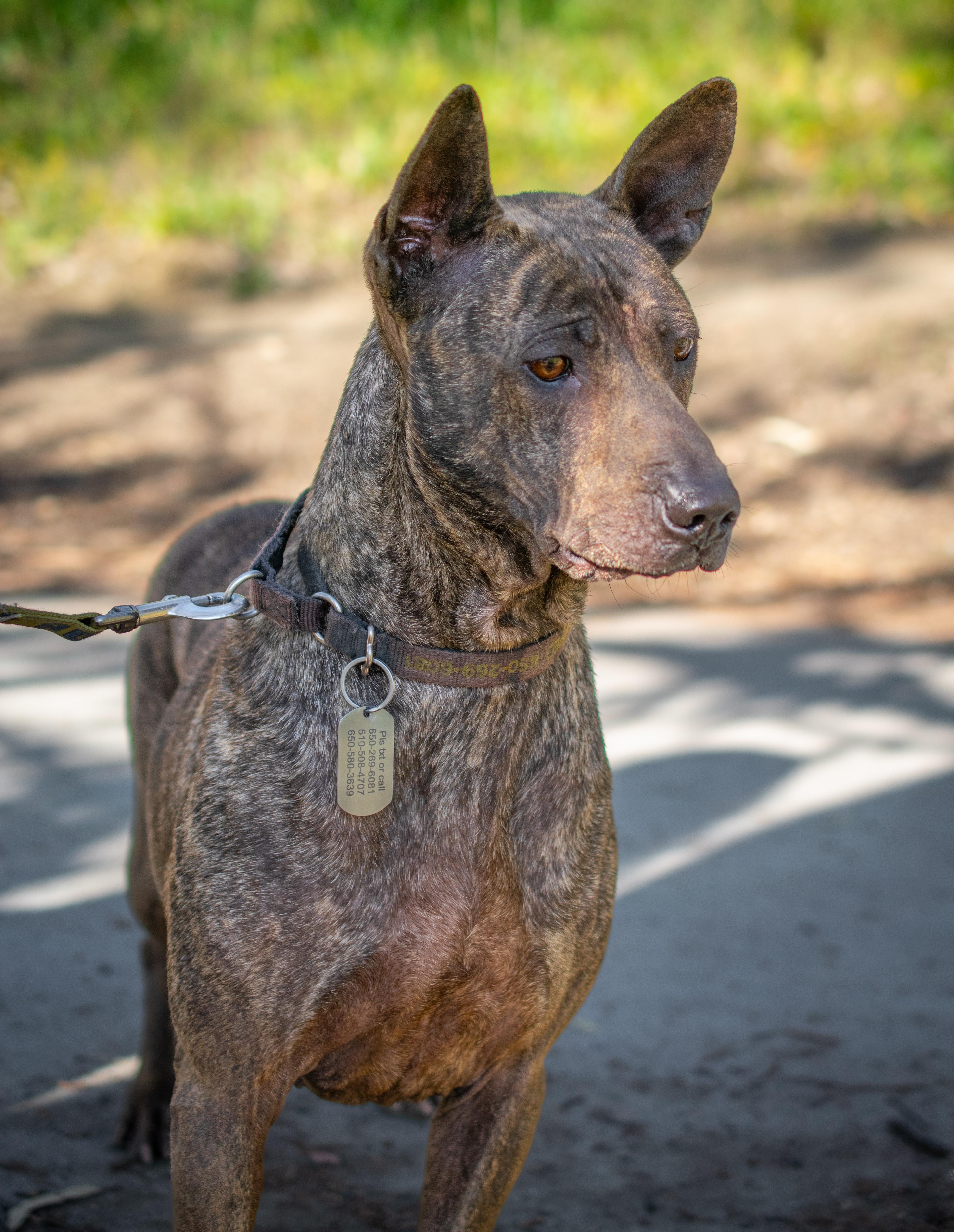Nala photo 4
