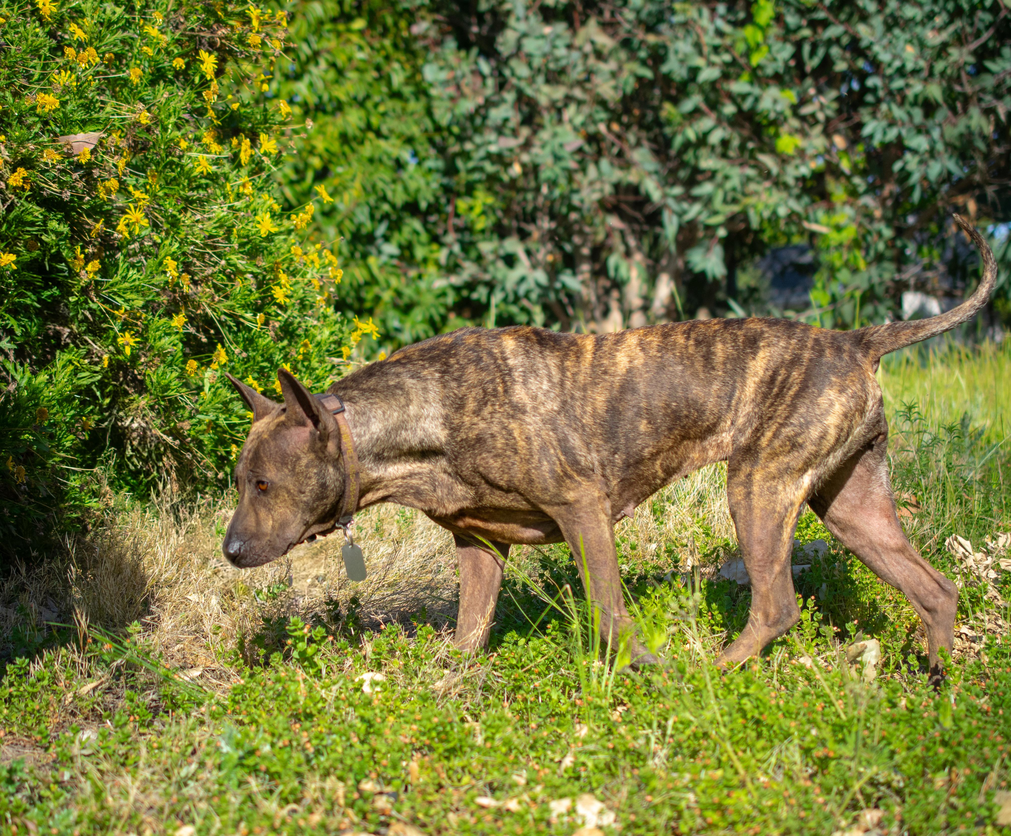 Nala photo 3