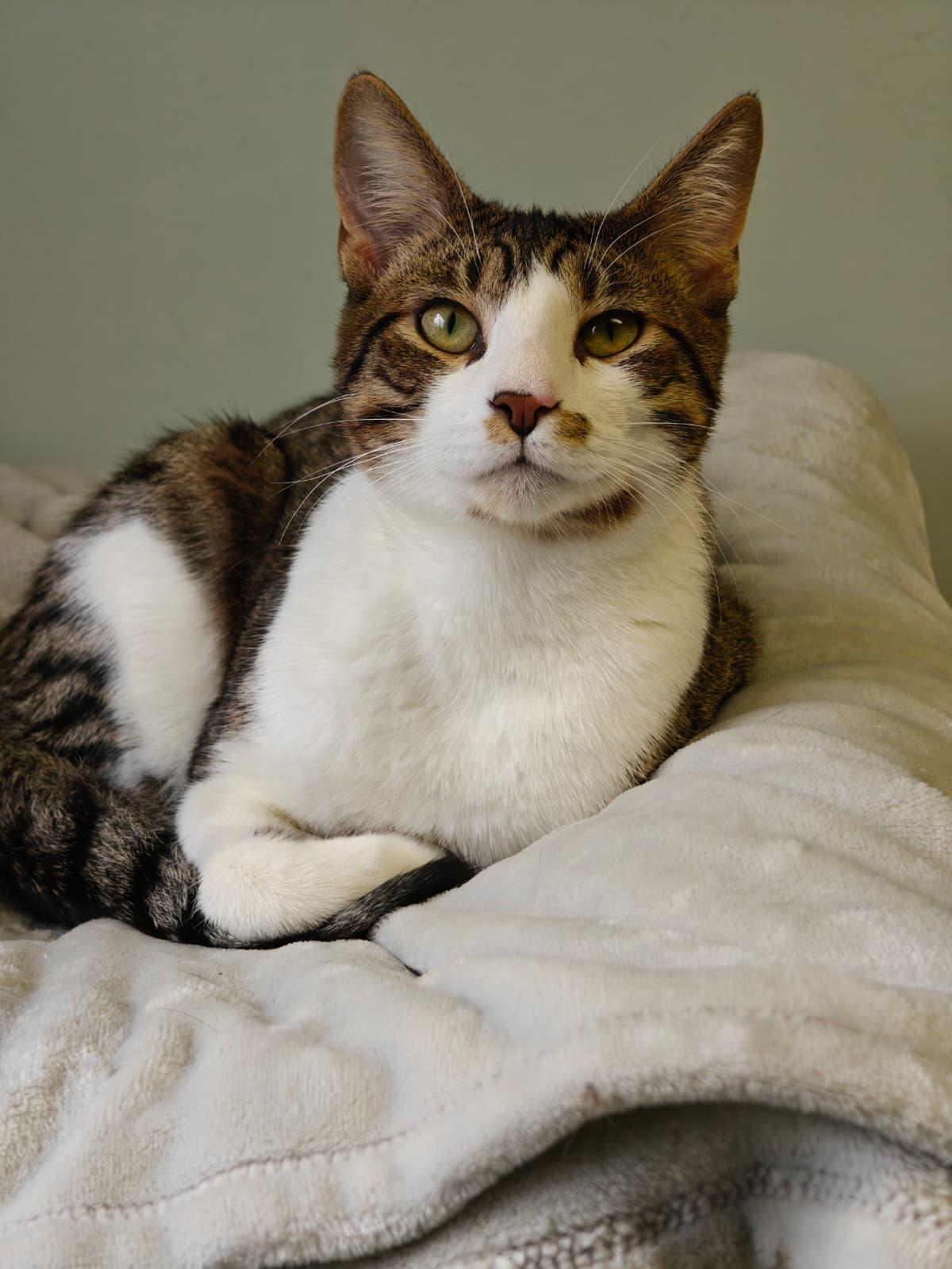 Hennesy, a ADOPTABLE Domestic Short Hair in New Britain, CT image 1/5