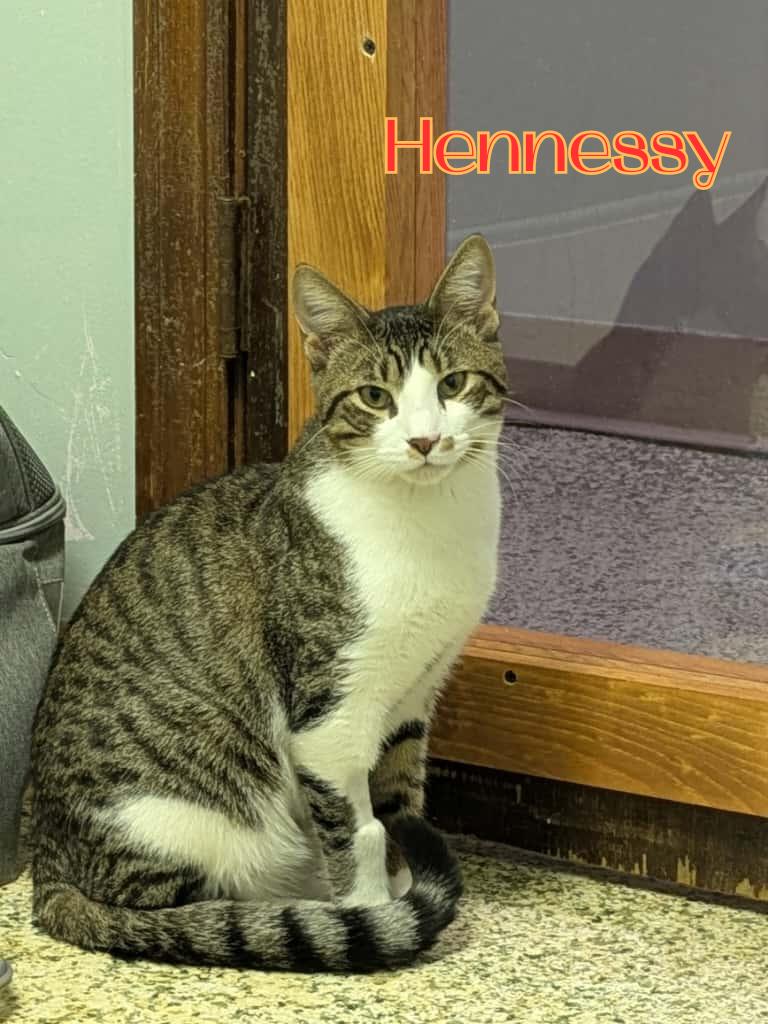 Hennesy, a ADOPTABLE Domestic Short Hair in New Britain, CT image 2/5