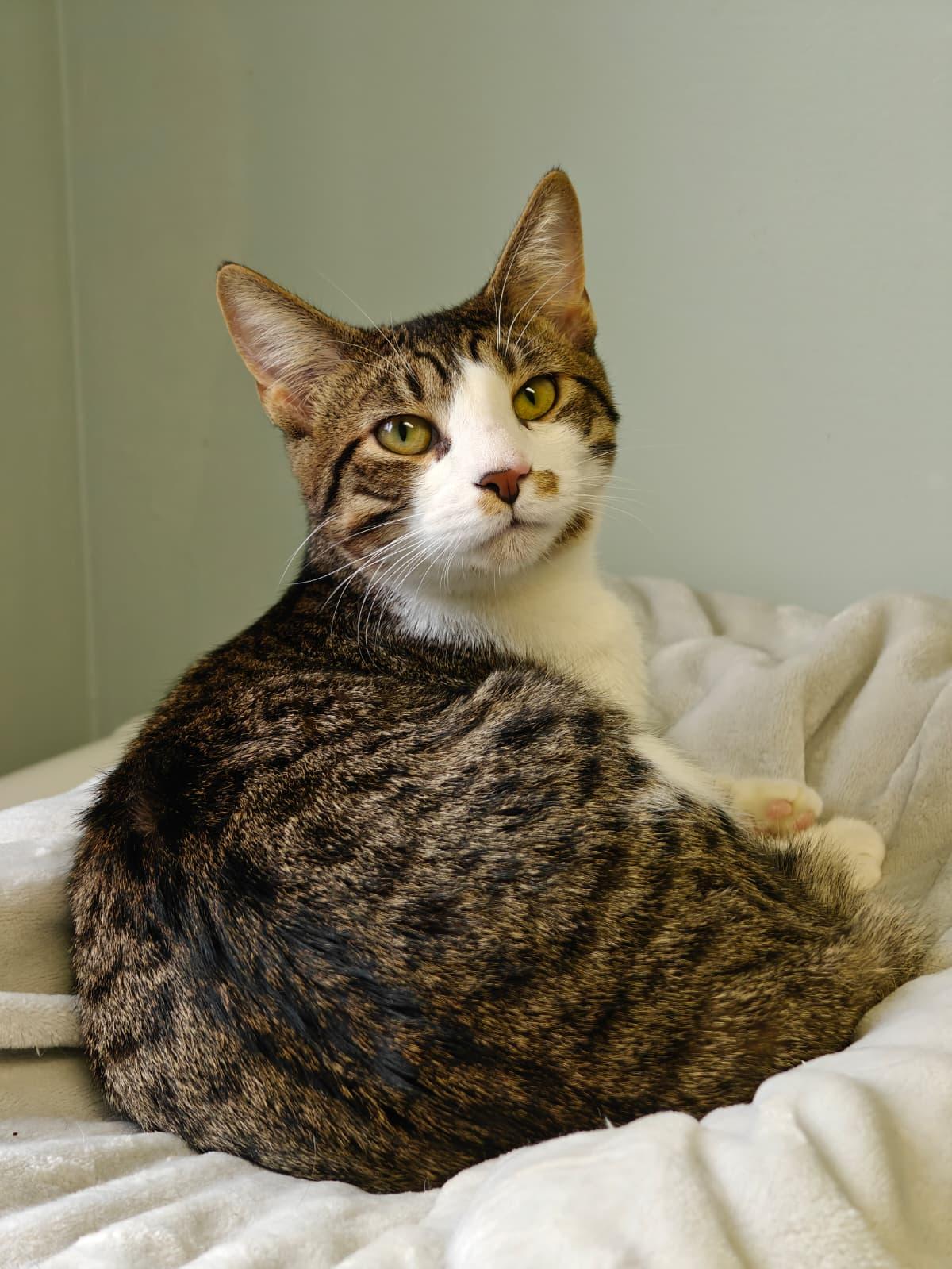 Hennesy, a ADOPTABLE Domestic Short Hair in New Britain, CT image 3/5