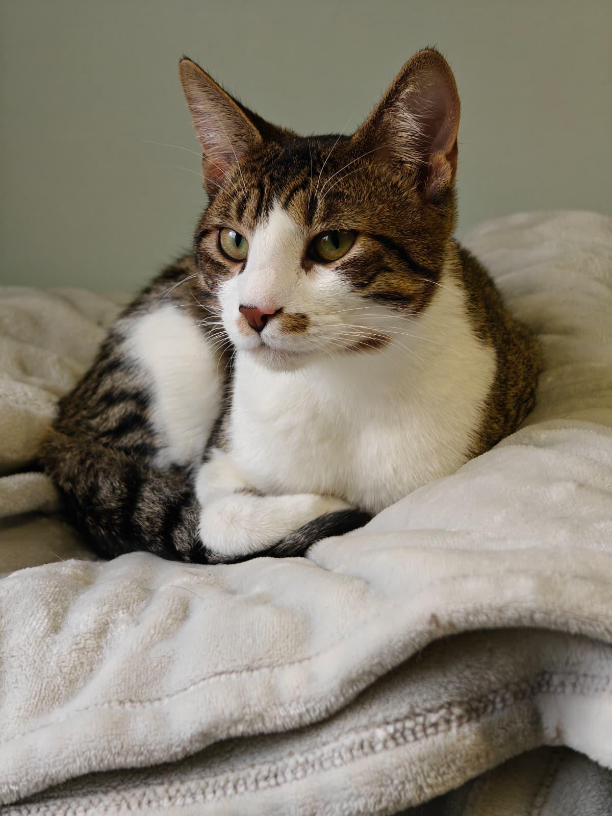Hennesy, a ADOPTABLE Domestic Short Hair in New Britain, CT image 4/5