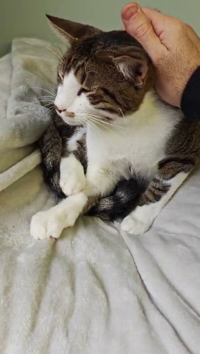 Enlarge Hennesy, a ADOPTABLE Domestic Short Hair in New Britain, CT video 5/5