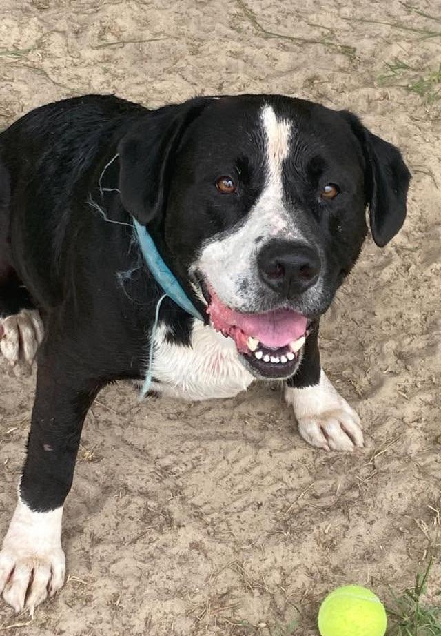 Jameson, ADOPTABLE, Adult Male American Staffordshire Terrier & Basset Hound.