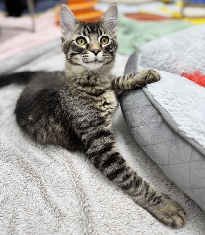 Enlarge Wiggles, a ADOPTABLE Domestic Short Hair in Missoula, MT image 1/1